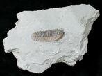 Flexicalymene Trilobite from Ohio #16414-1